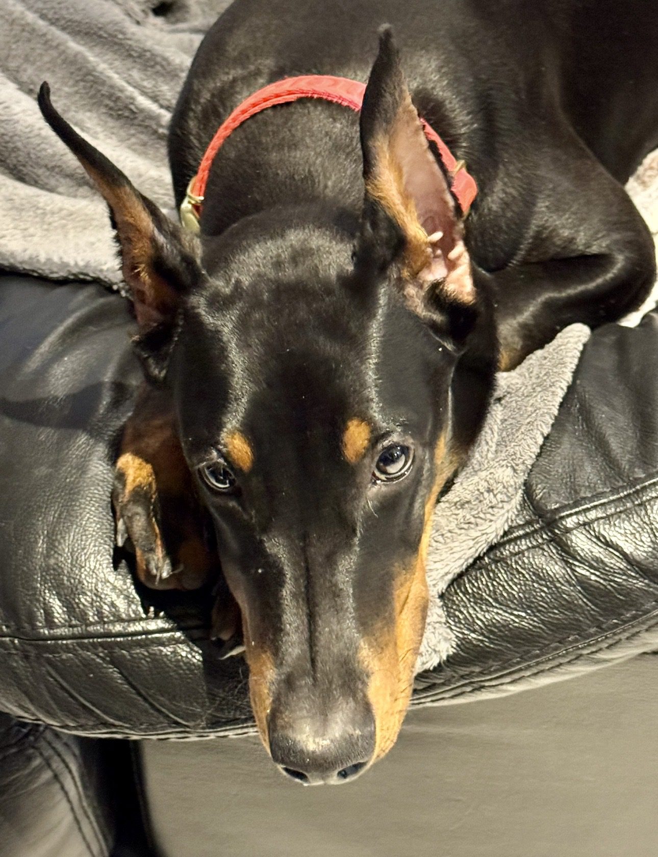 Baronera Volkane — photo 2