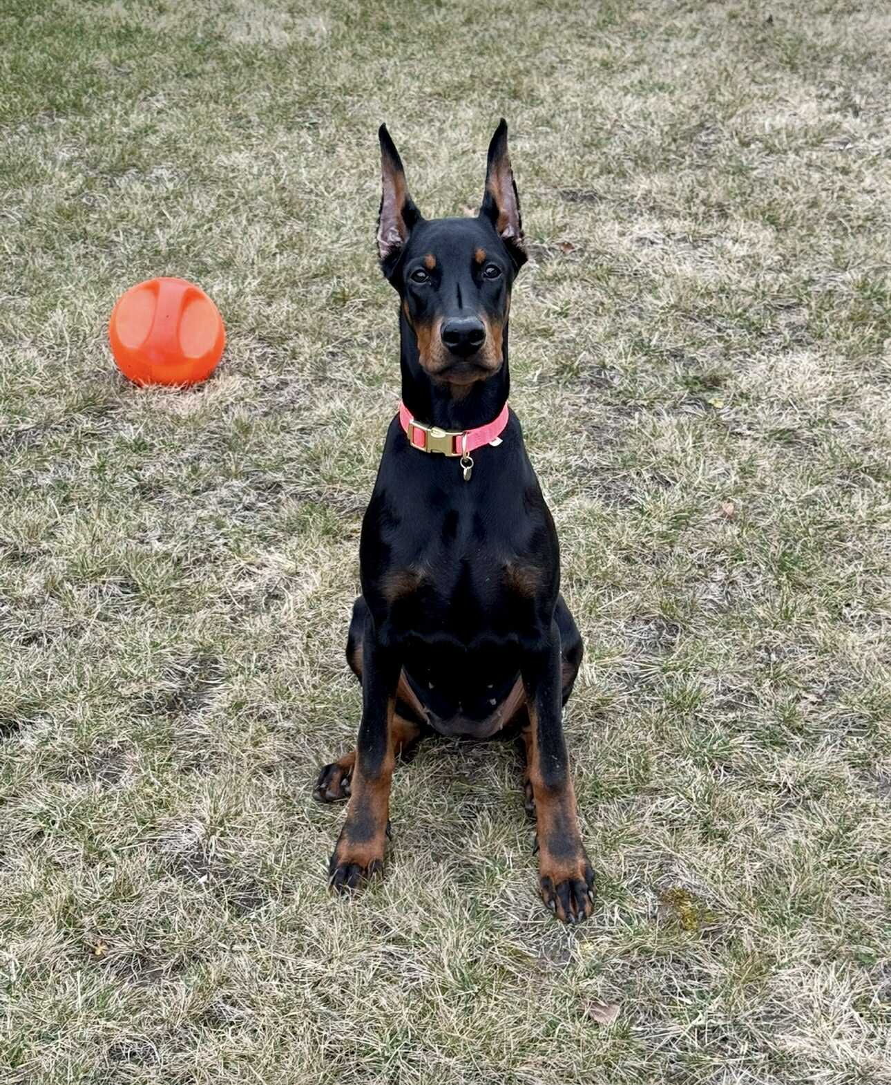 Baronera Volkane — photo 1