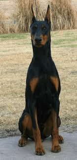 Expression et regard de Lex Luthor Dobermann