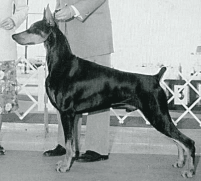 Sélection Ring Dobermann - Nello's Lex Luthor