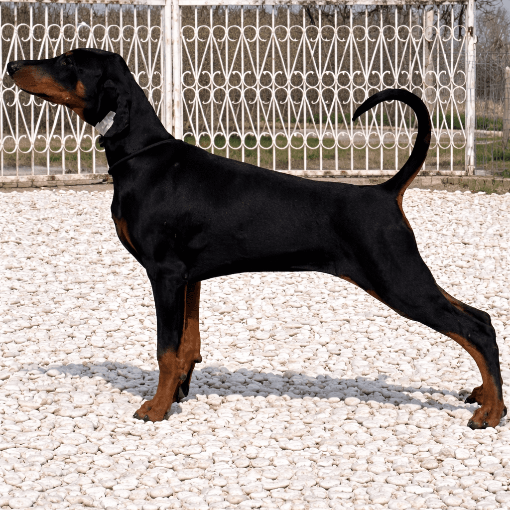 Chiots Dobermann disponibles : Baronera Nafiri en statique