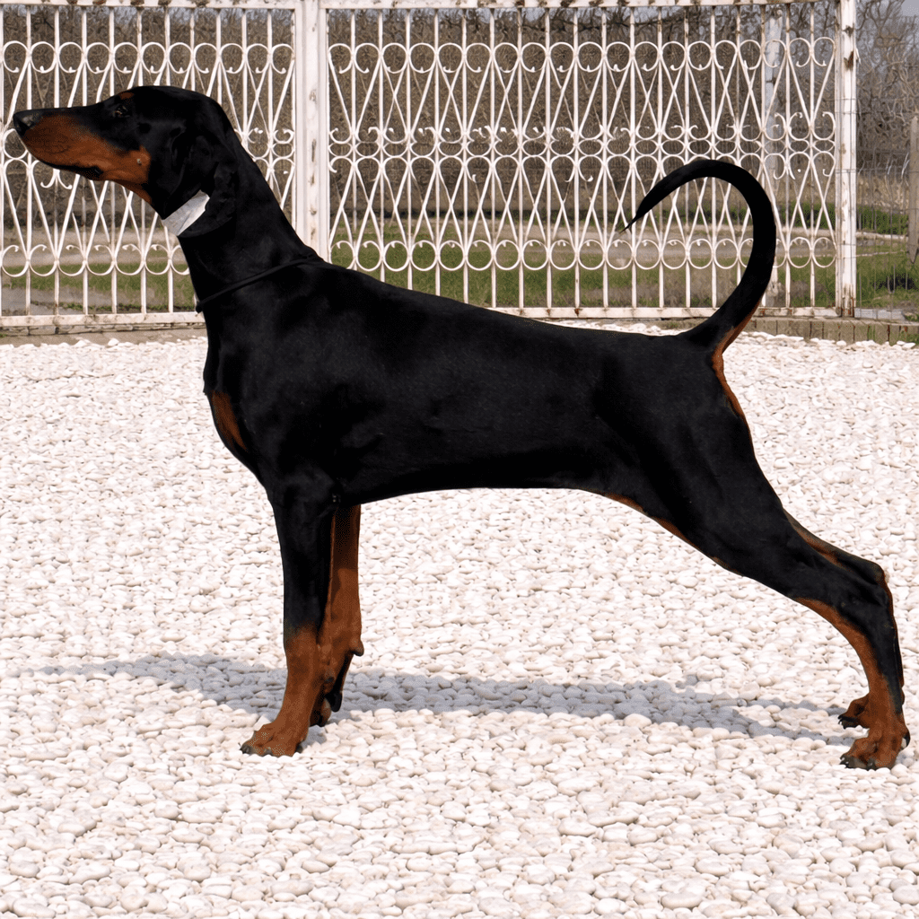 Femelle Dobermann disponible Nafiri, profil de prestige