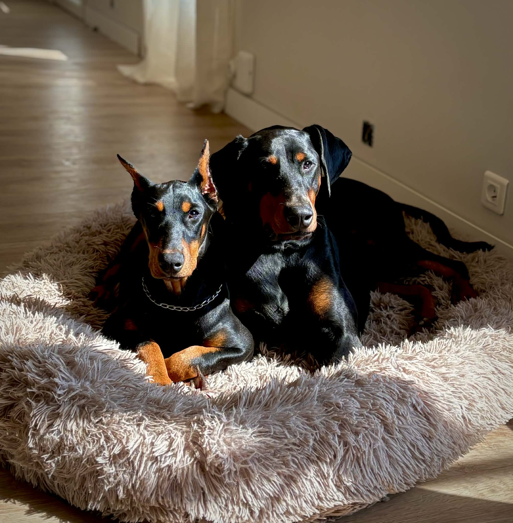 Nos chiens d'élite Baronera : sélection prestige et équilibre mondial