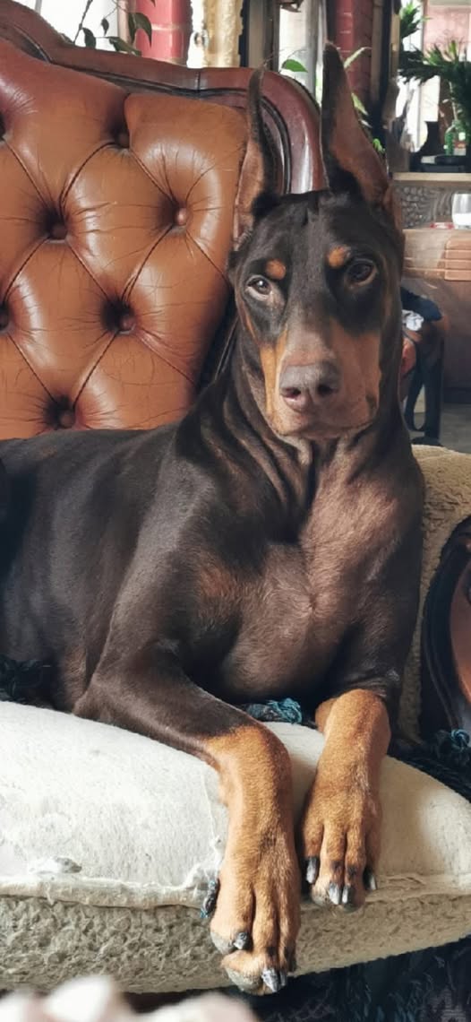 Femelle noire et feu sélectionnée parmi nos chiens de prestige Baronera