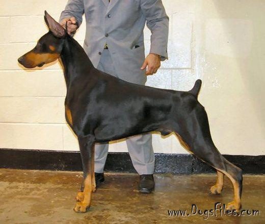 Sélection Ring Dobermann - Trotyl de Black Shadow