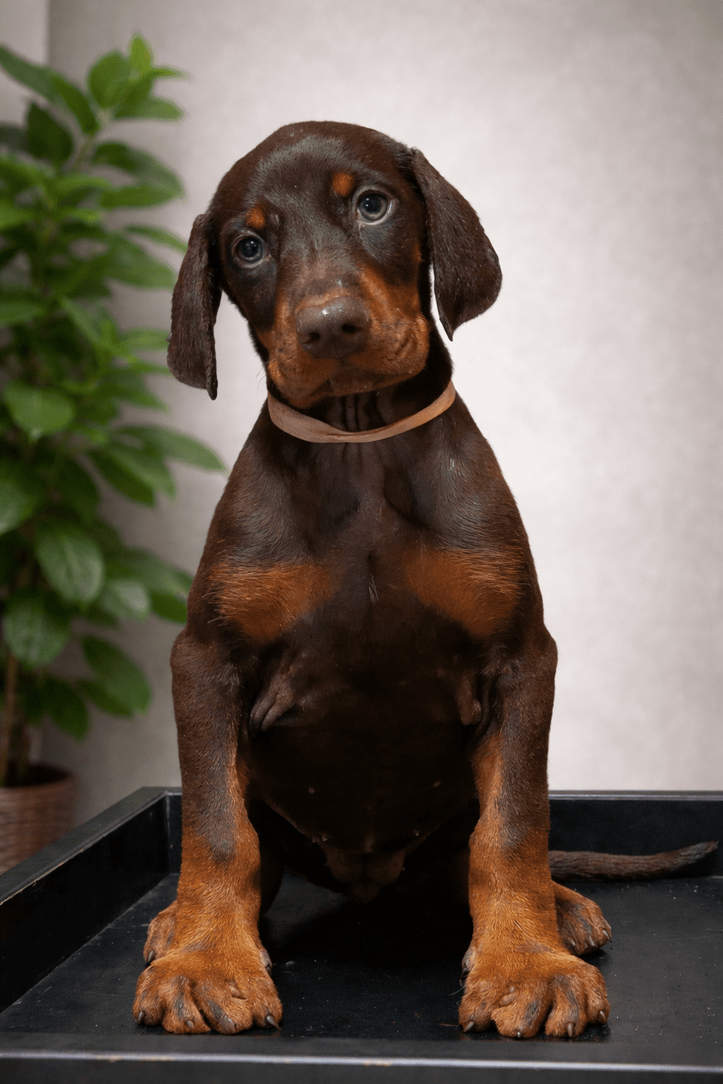 Chiot d'élite et Conditions d’adoption des dobermanns BARONERA