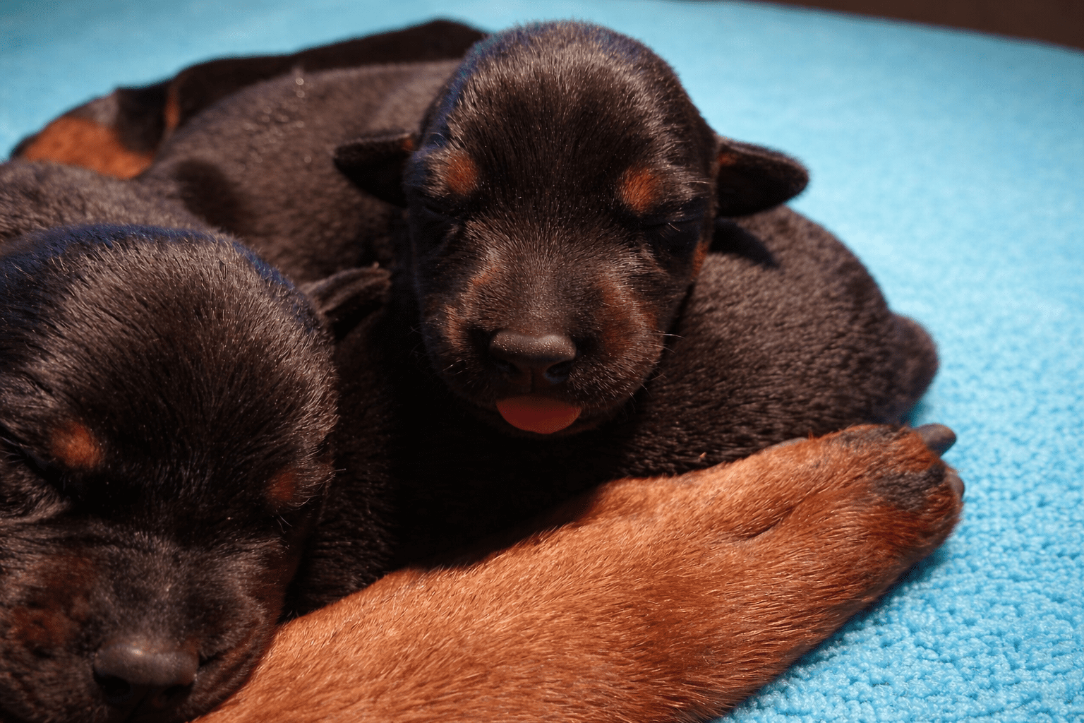 Élevage et Conditions d’adoption des dobermanns BARONERA de prestige