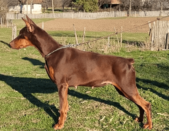 Sparta Di Gavrio Ahiles — Femelle Dobermann — Élevage BARONERA