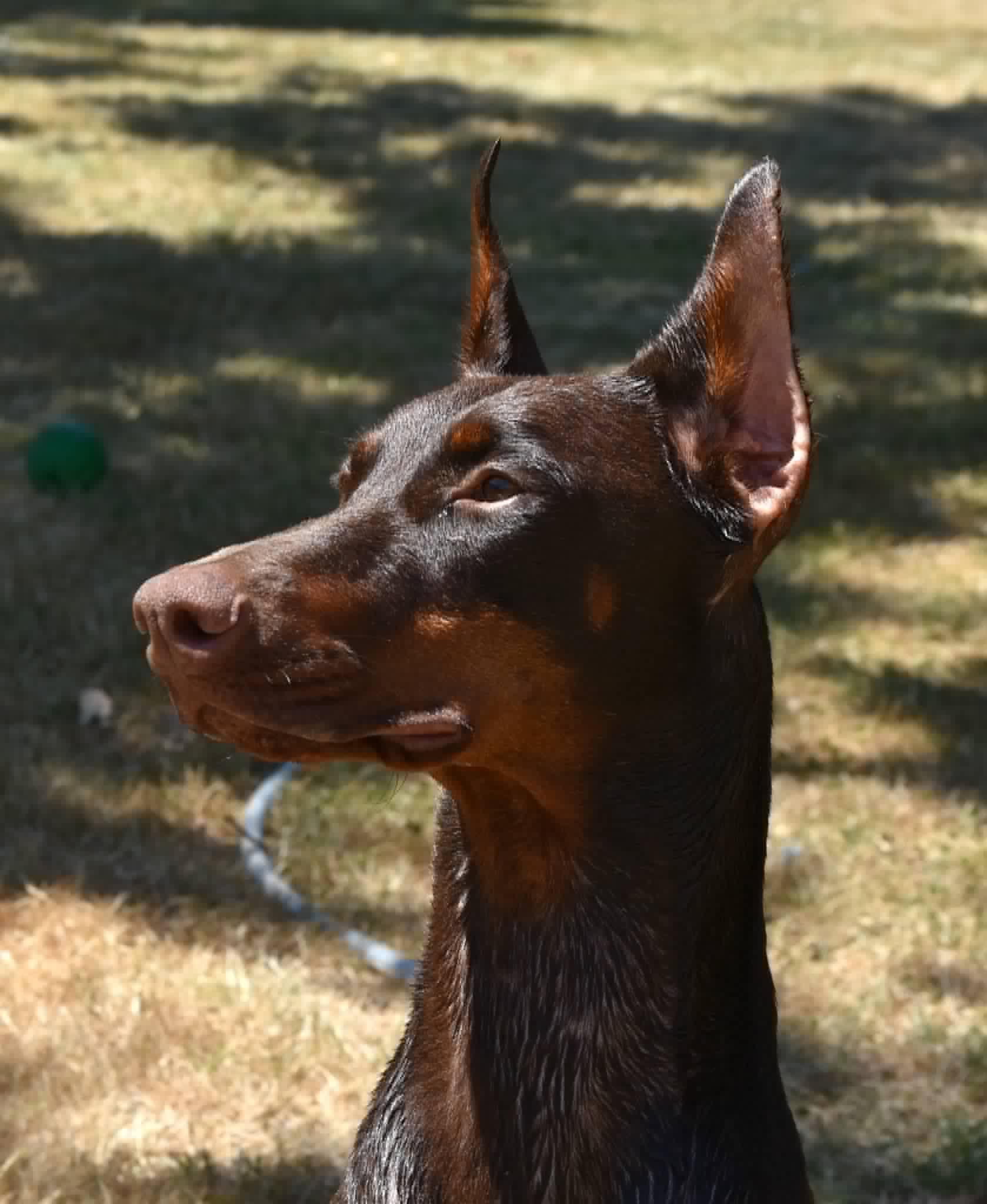 BARONERA Lady Envy — Femelle Dobermann — BARONERA