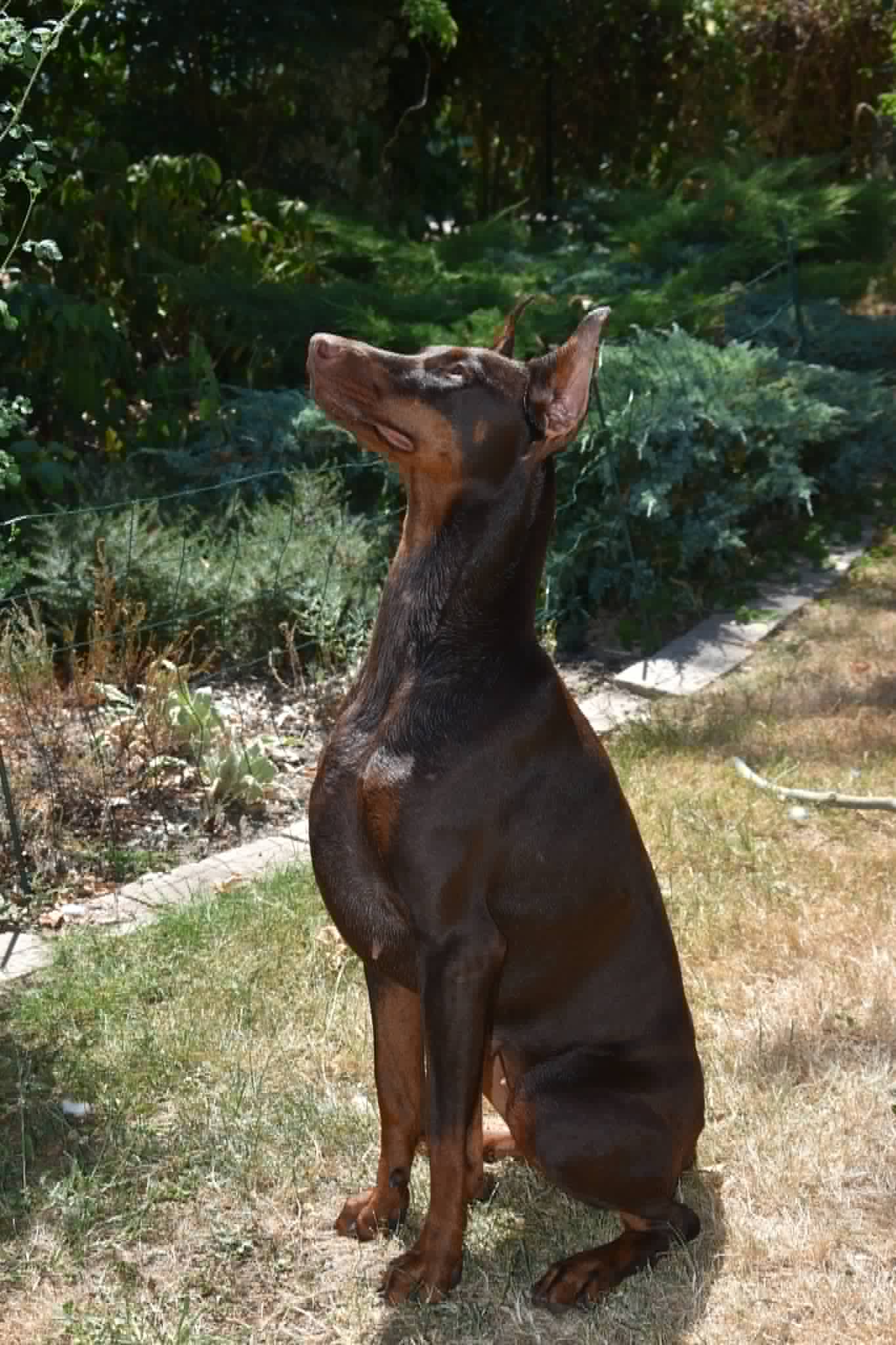 BARONERA Lady Envy — Femelle Dobermann — Élevage BARONERA