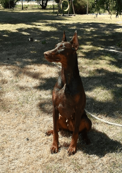 BARONERA Lady Envy — Dobermann marron — Élevage BARONERA