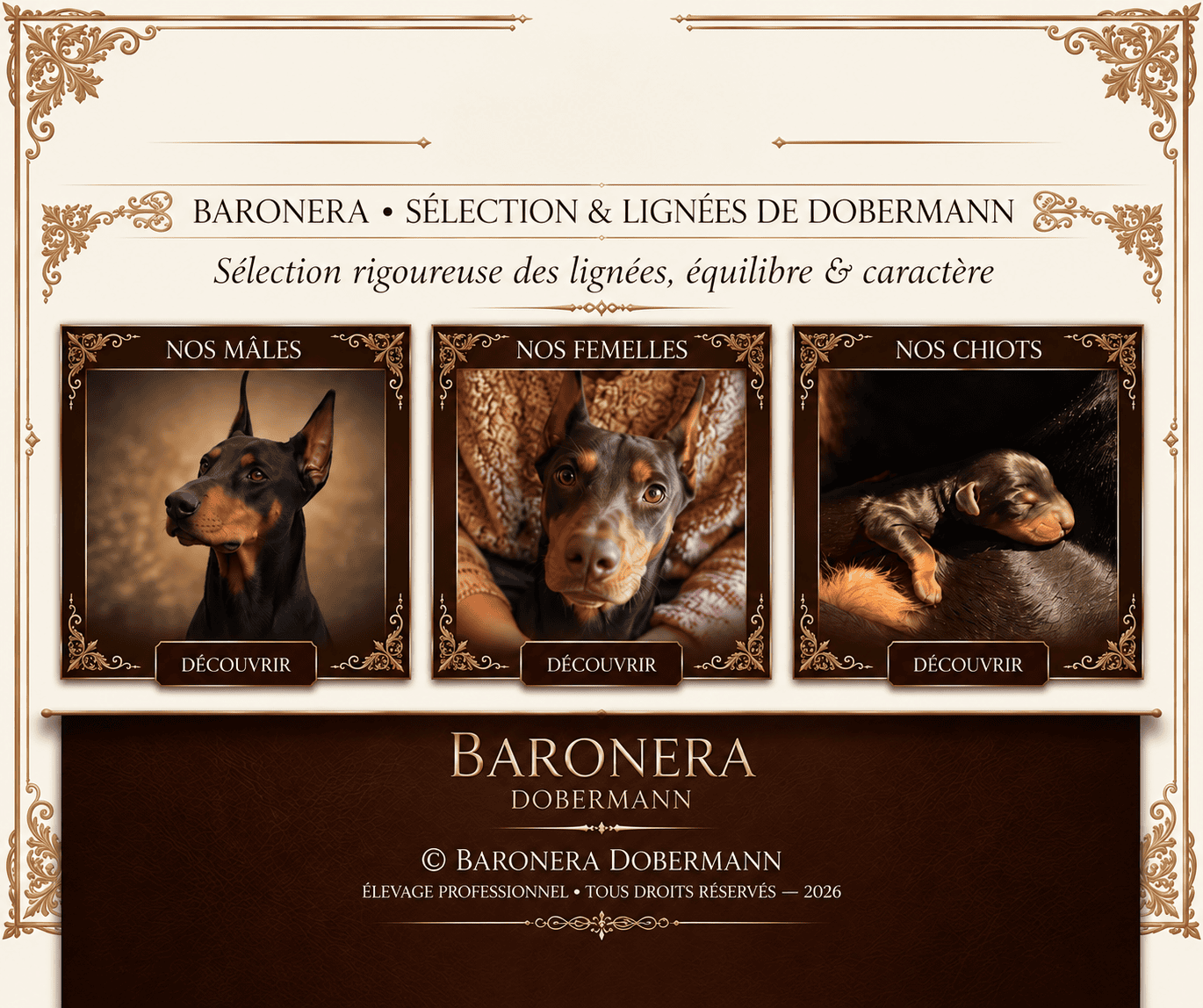 Élevage de Dobermann Baronera - Chiots et lignées de travail