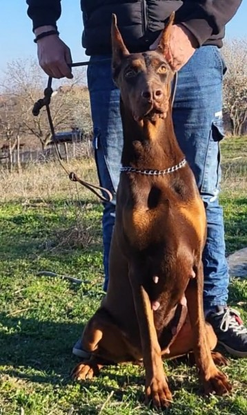 Sparta Di Gavrio Ahiles — Femelle Dobermann — BARONERA