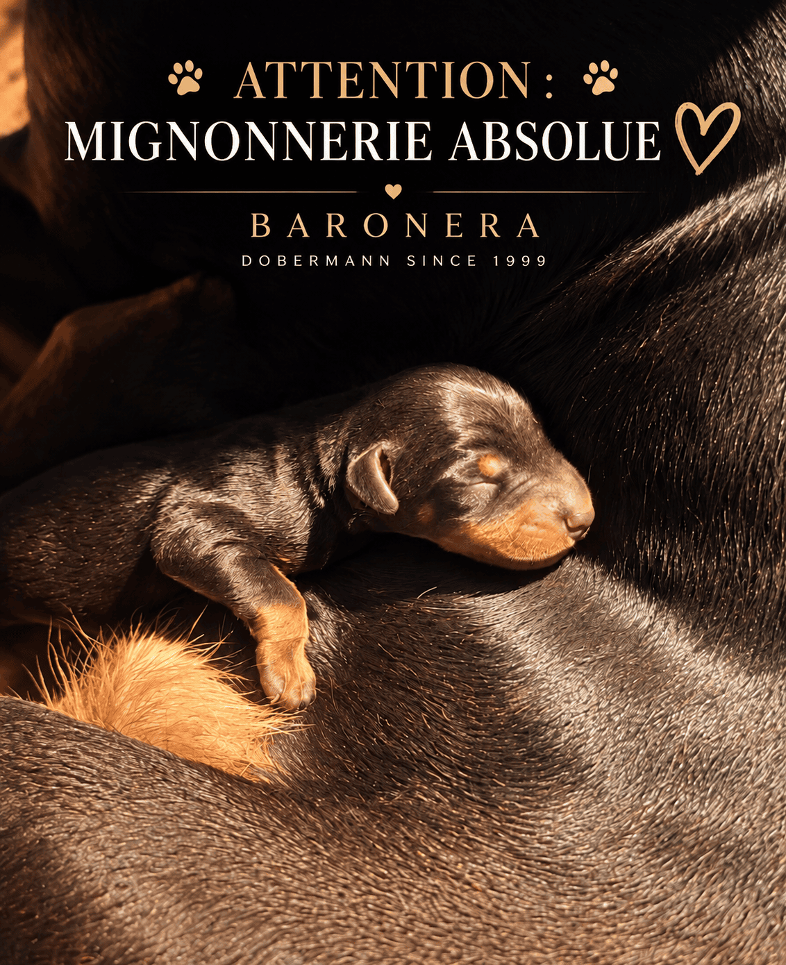 Chiots Dobermann disponibles BARONERA – portée Galadriel et Natus Vincere
